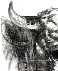 Detail: 1847 Short Horn Bull by Harrison Weir