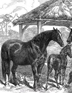 Detail: Prize Mares and Foals, Northampton, 1847