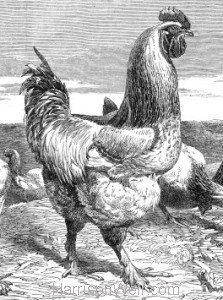 Detail: 1853 Shanghae Fowls by Harrison Weir