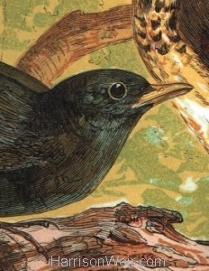 Detail: Blackbird and Thrush by Harrison Weir