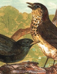 Detail: Blackbird and Thrush, by Harrison Weir
