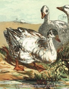 Detail: 1854 Geese, by Harrison Weir