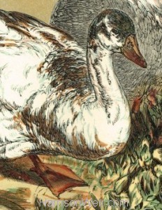 Detail: 1854 - Geese, by Harrison Weir