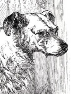 Head Detail: 1858 The Drovers Dog by Harrison Weir
