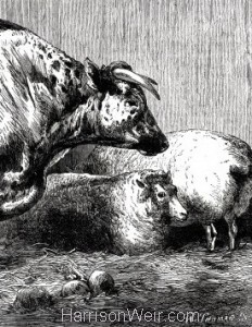 Detail: 1861 Prize Cattle at the Smithfield Club Cattle Show, by Harrison Weir