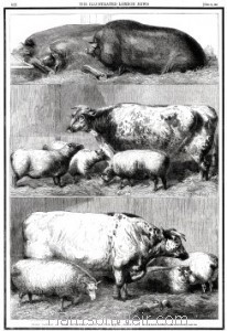 Full Page Image: 1861 Prize Cattle at the Smithfield Club Cattle Show