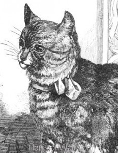 Detail: 1861 The Cat by Harrison Weir