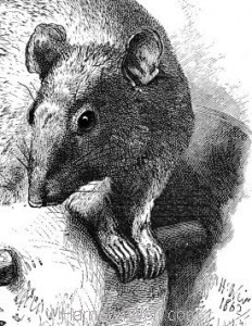 Detail: The Rat and the Oil Bottle, by Harrison Weir