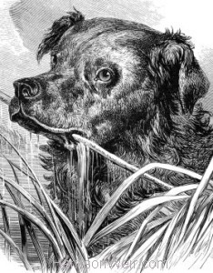 Detail: 1863 The Dog that ran away with the brushes by Harrison Weir
