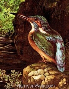 Detail 2: 1864 The Kingfisher's Haunt by Harrison Weir