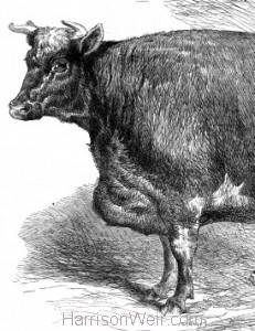 Detail: 1866 Prize Animals - Smithfield, by Harrison Weir