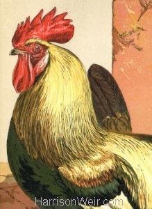 Detail: 1867 Coloured Dorkings by Harrison Weir