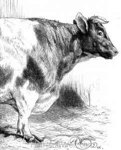 Detail: 1869 Smithfield Prize Cattle by Harrison Weir