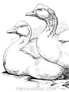 Detail: Geese, by Harrison Weir