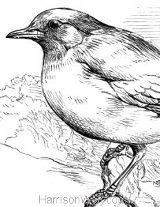 Detail: Blackbird by Harrison Weir