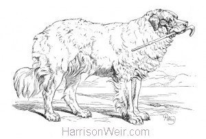 Detail: Newfoundland Dog from Vere Foster's Copy Books by Harrison Weir