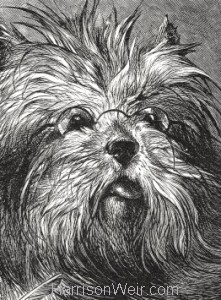 Detail: 1870 The Skye Terrier by Harrison Weir
