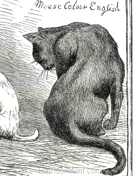 1871 (Dec) Crystal Palace Cat Show Prize Cats