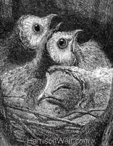 Detail: A Nest of Young Owls by Harrison Weir