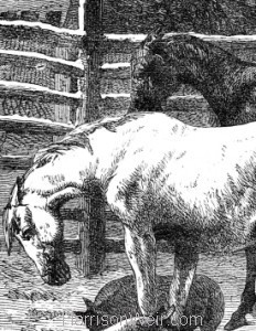 Detail: Animals in the Pound, by Harrison Weir