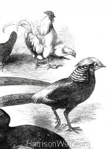 Detail: 1872 Game Birds and Bantams at the Crystal Palace Show by Harrison Weir