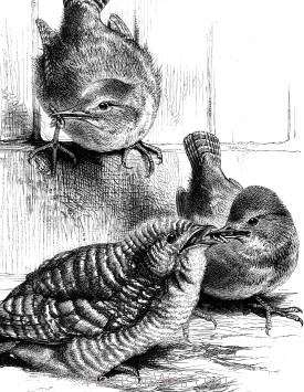 Detail: A Young Cuckoo fed by Wrens, by Harrison Weir