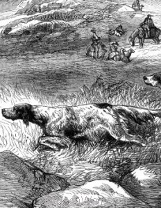 Detail: Pointer & Setter Grouse Trials, by Harrison Weir