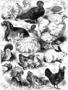 1873 Poultry, Pigeon & Rabbit Show at the Crystal Palace by Harrison Weir