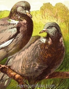 Detail: 1877 Wood Pigeons by Harrison Weir