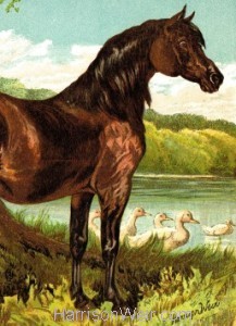 Detail: 1877 The Pony by Harrison Weir