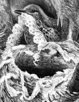 Detail: A Bird's Nest, by Harrison Weir