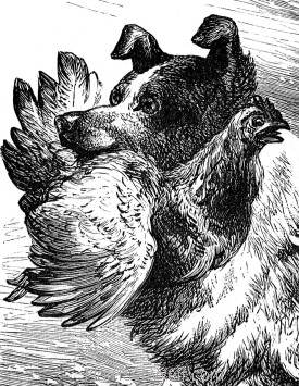 Detail: A Sagacious Dog, by Harrison Weir