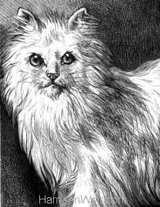 Detail: 1878 Angora Cat by Harrison Weir