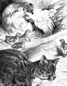 Detail: Cat minding Chickens, by Harrison Weir