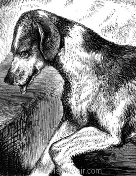 Detail: Dog with broken leg, by Harrison Weir