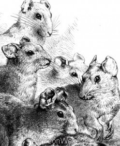Detail: Rats, by Harrison Weir