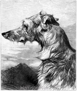 1878 The Scottish Deer Hound by Harrison Weir
