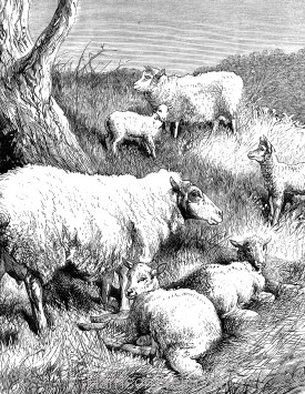 Detail: Sheep and Lambs, by Harrison Weir