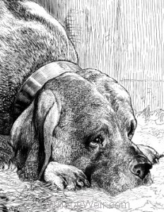 Detail: The Mastiff, by Harrison Weir