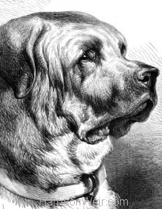 Detail: The Mastiff, by Harrison Weir