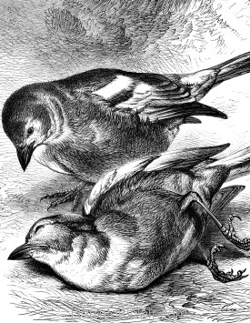 Detail: The Dead Chaffinch, by Harrison Weir