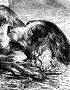 Detail: The end of a Dog's quarrel, by Harrison Weir