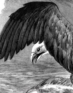 Detail: The Erne, or Sea-Eagle, by Harrison Weir