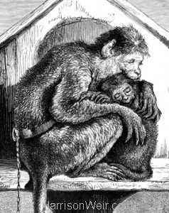 Detail: The Sick Monkey,by Harrison Weir