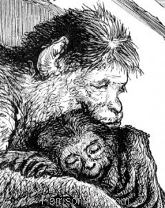 Detail: The Sick Monkey, by Harrison Weir