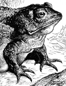 Detail: The Toad, by Harrison Weir
