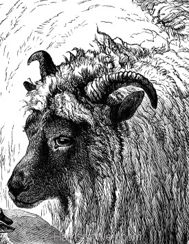 Detail: The Dead Lamb, by Harrison Weir