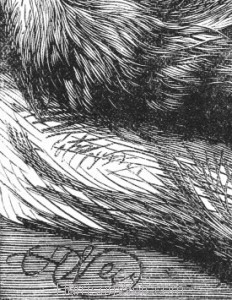 Detail: Signature in Plate 1880 Angora Cat by Harrison Weir