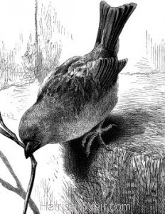 Detail: 1881 The Sagacious Sparrows..by Harrison Weir