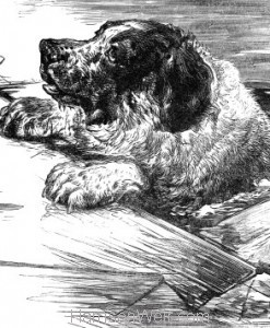 Detail: A Dog rescued from the Ice, by Harrison Weir